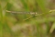Agrion à larges pattes (Platycnemis pennipes) Femelle. [copyright Cors Ruddy]