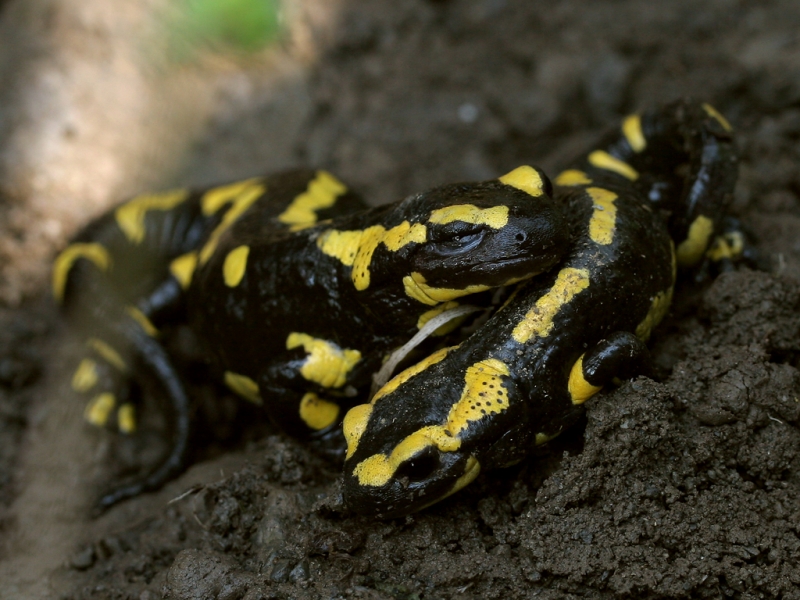Quel est le milieu de vie de la salamandre tachetée adulte ? - La Salamandre