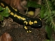 Salamandra salamandra, adulte [copyright Kinet Thierry]