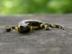 Salamandra salamandra, adulte [copyright Kinet Thierry]