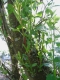 Salix purpurea [copyright]