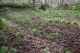 Bois Bellin, station de Helleborus viridis subsp. occidentalis (mars 2017) [copyright Barbier Yvan]