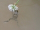 Bombina variegata, adulte [copyright Kinet Thierry]