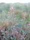 Thlaspi caerulescens subsp. calaminare [copyright]