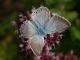 Argus bleu nacré (Polyommatus coridon) [CC by Fichefet Violaine]