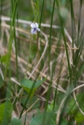 Viola palustris.jpg