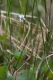Viola palustris [copyright Wibail Lionel]