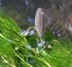 Caloptéryx vierge (Calopteryx virgo) Ponte. [copyright Ghilain Brigitte]