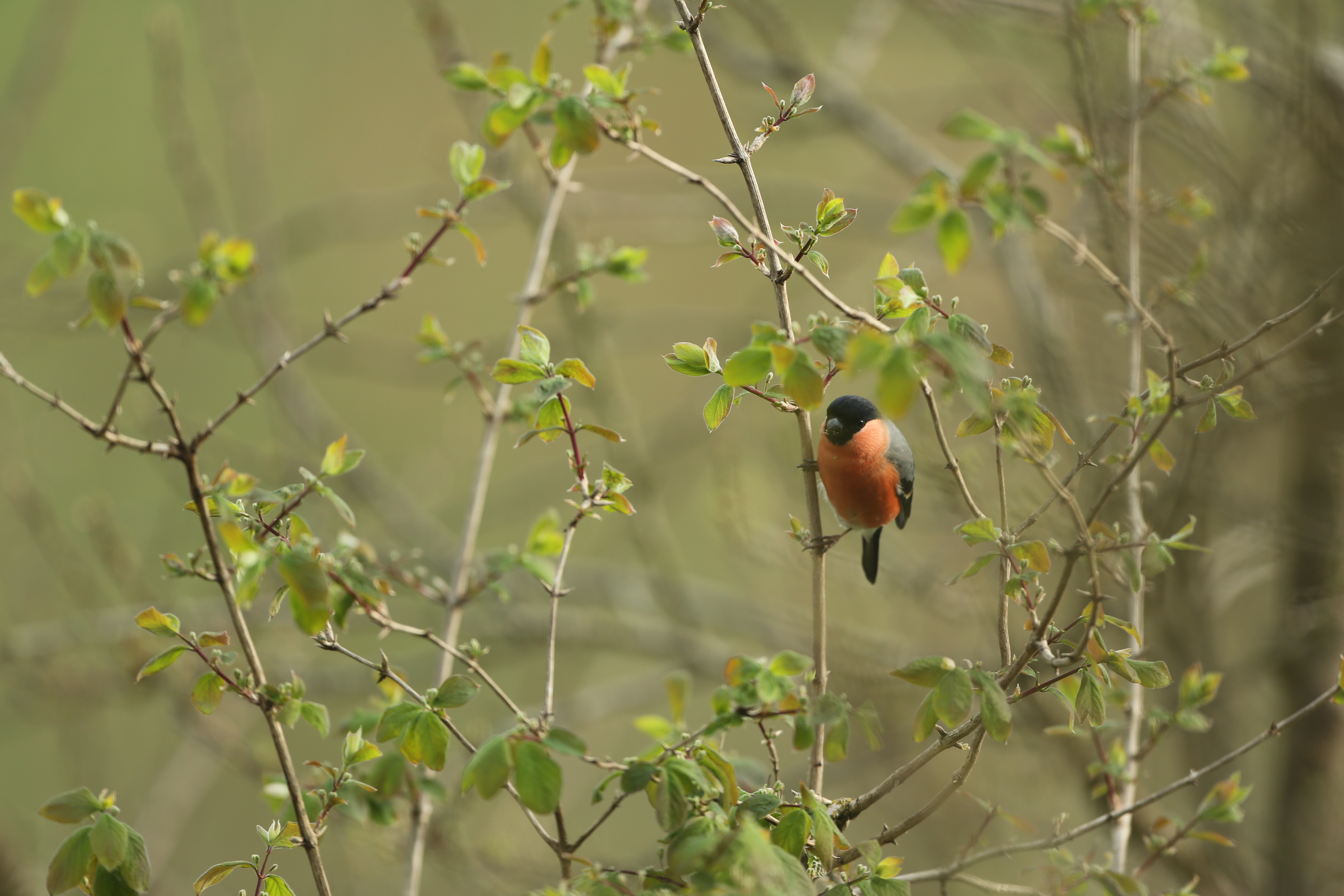Bouvreuil pivoine Lesve 29-03-2022 (1).JPG (2022-03-29_)