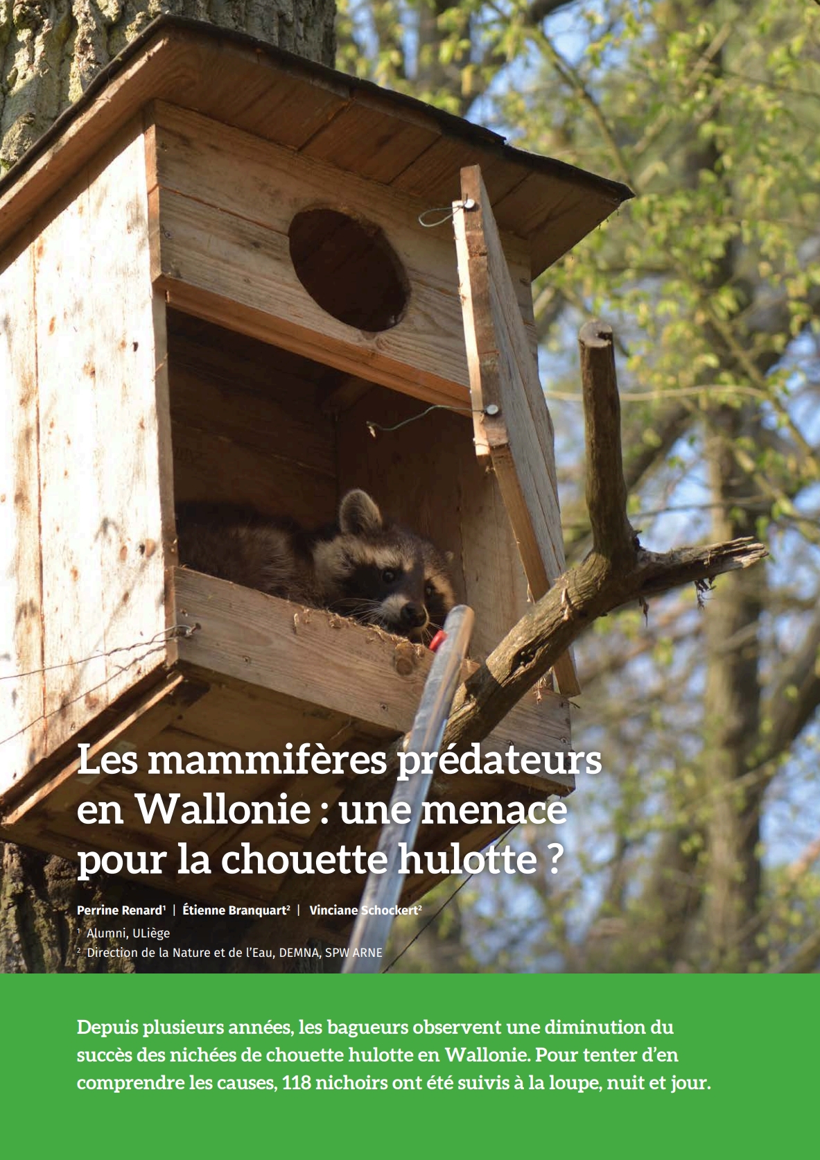 les-mammiferes-predateurs-en-wallonie-une-menace-pour-la-chouette-hulotte
