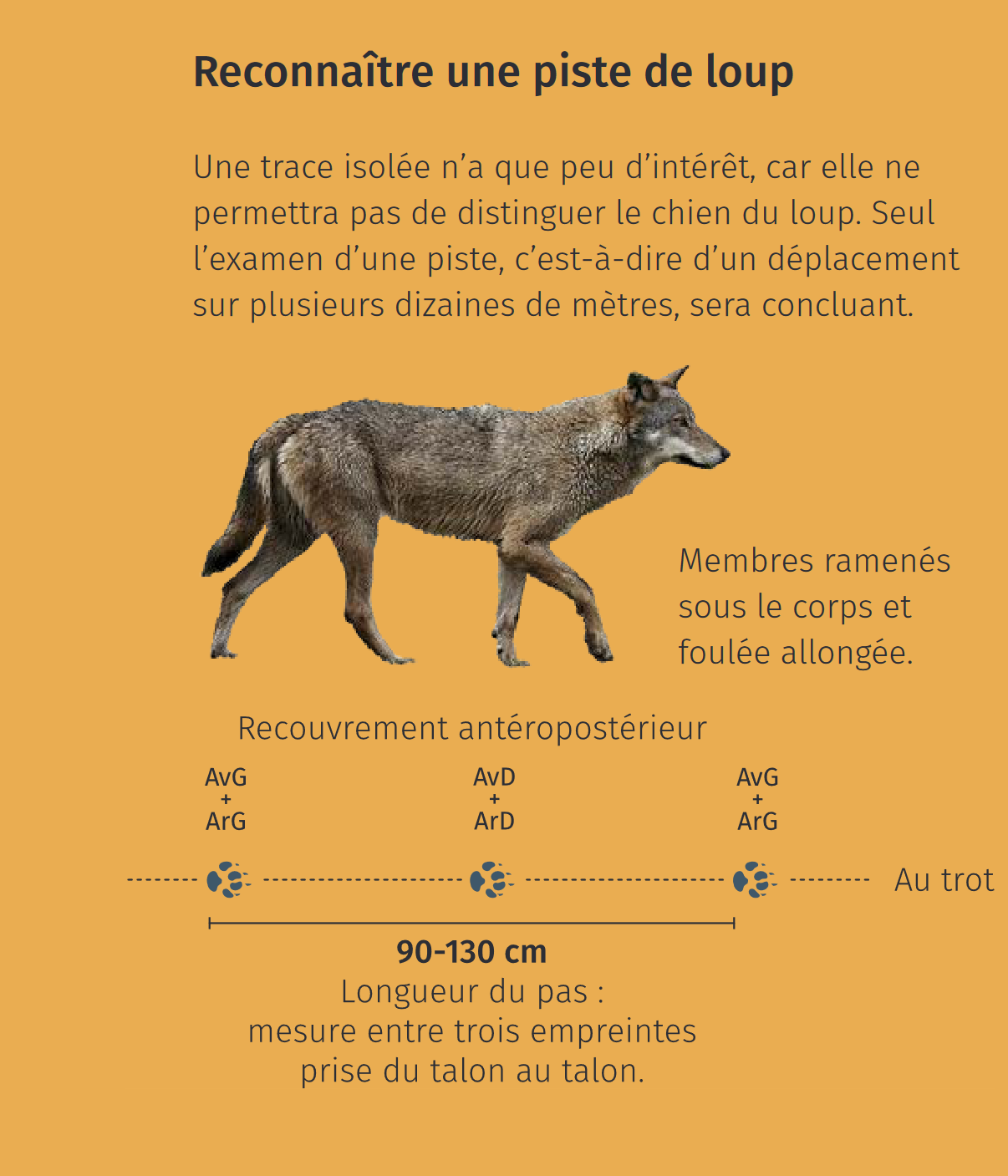 loup_encart_piste.png