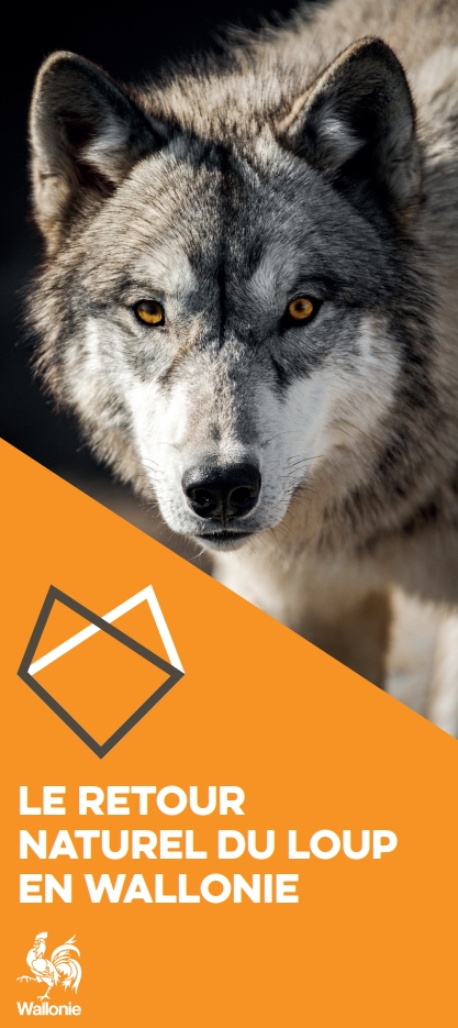 le-retour-naturel-du-loup-en-wallonie