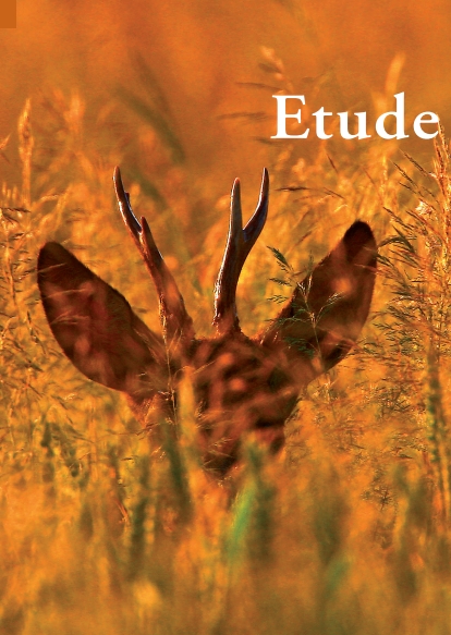 etude-sur-le-chevreuil-rappel-des-enjeux-et-premiers-resutlats