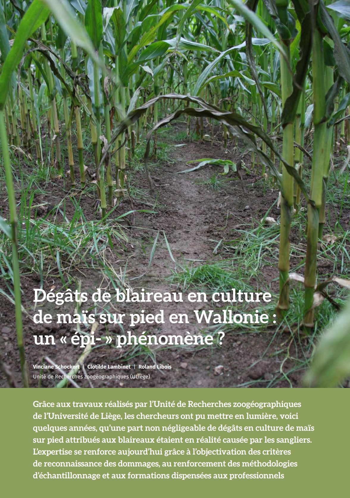 degats-de-blaireau-en-culture-de-mais-sur-pied-en-wallonie-un-epi-phenomene