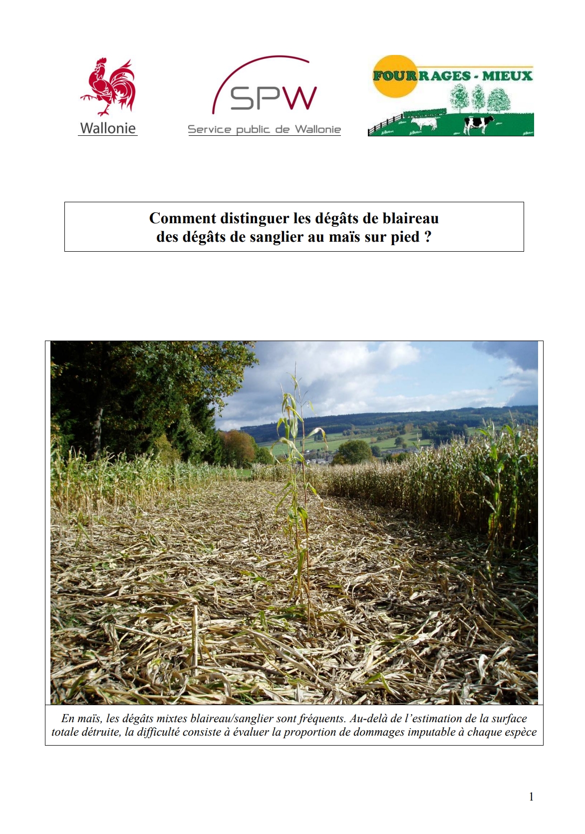 comment-distinguer-les-degats-de-blaireau-des-degats-de-sanglier-au-mais-sur-pied