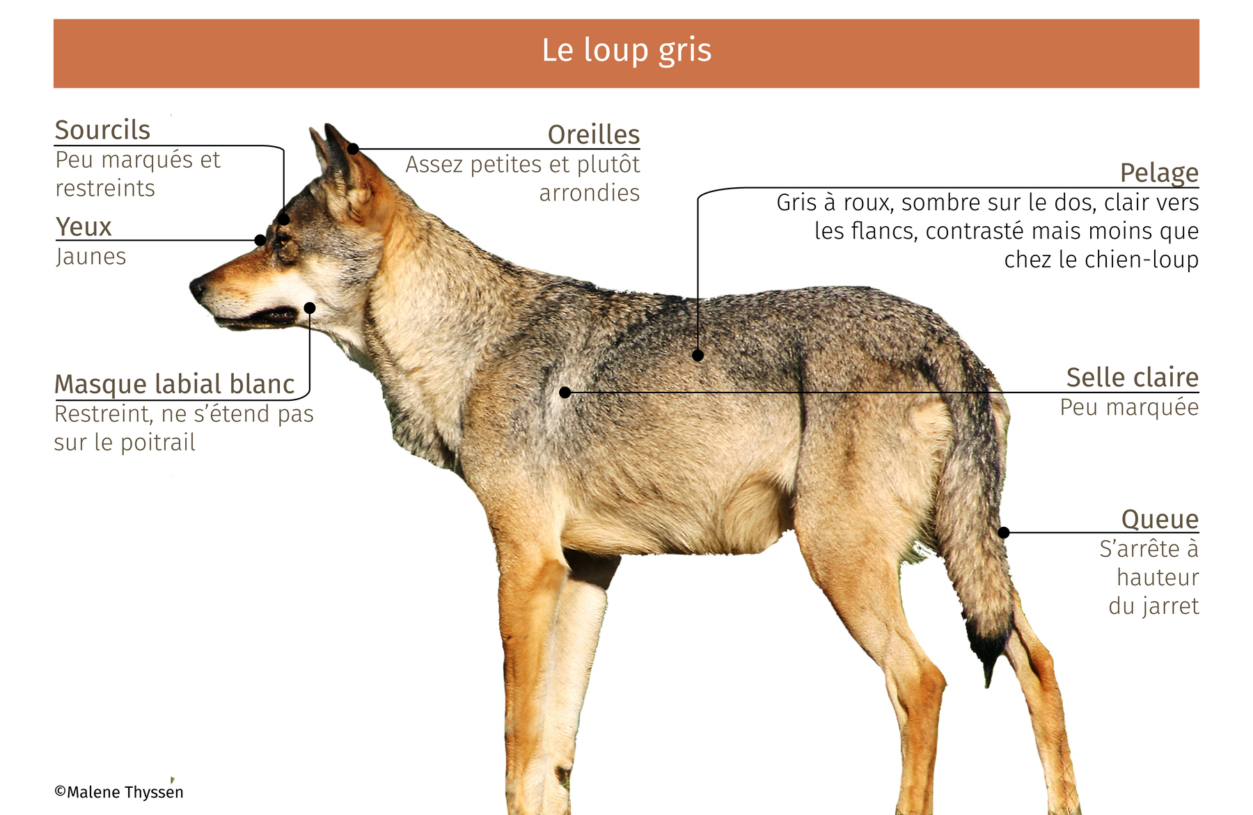 loup_criteres.jpg