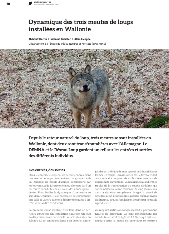 dynamique-des-trois-meutes-de-loups-installees-en-wallonie-2024