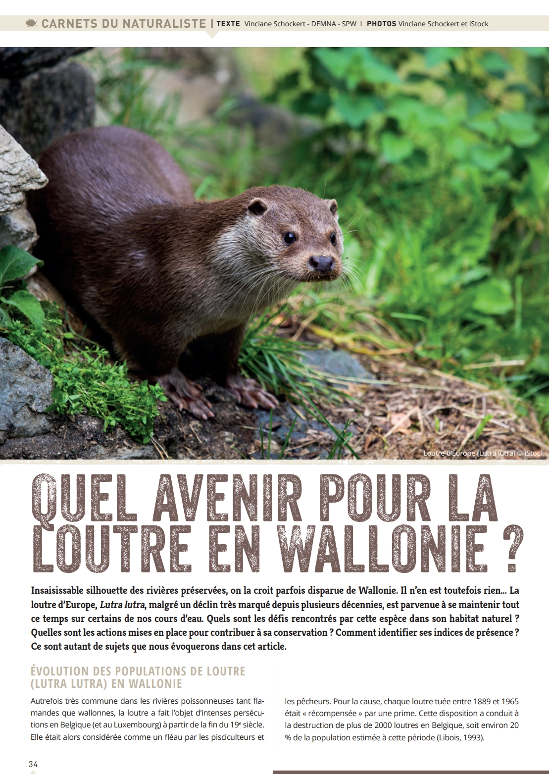 quel-avenir-pour-la-loutre-en-wallonie