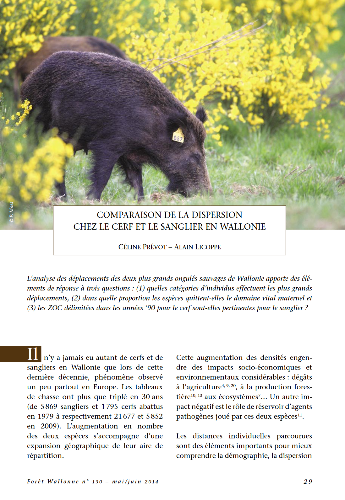 l-analyse-des-deplacements-du-cerf-et-du-sanglier-en-wallonie