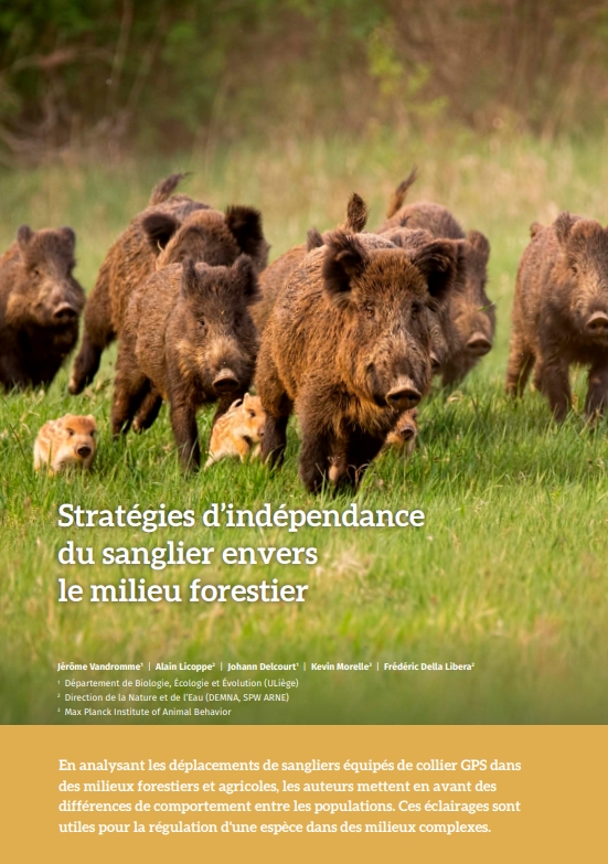 strategies-d-independance-du-sanglier-envers-le-milieu-forestier