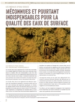 Méconnues et pourtant indispensables pour la qualité des eaux de surface 