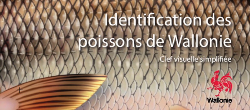 cle-visuelle-identification-des-poissons-de-wallonie