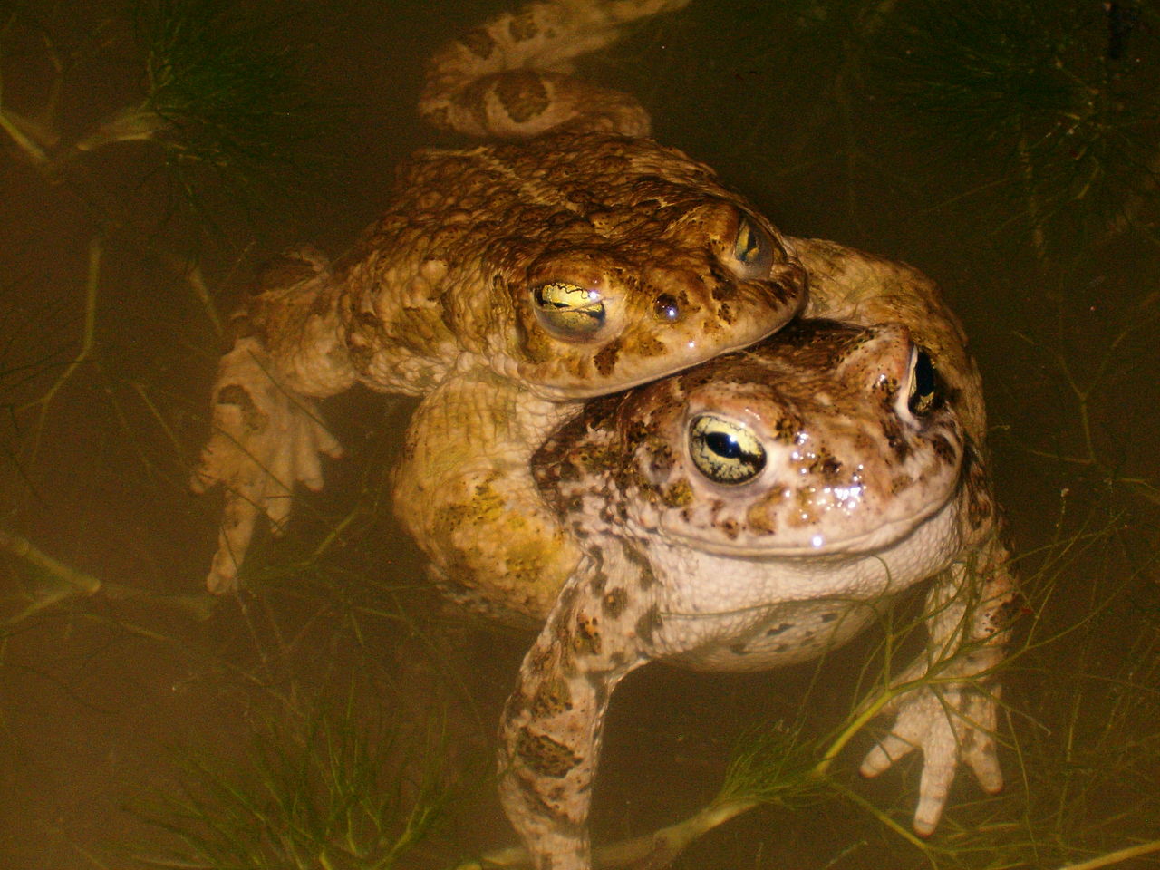 Bufo_calamita_DDelon.jpg