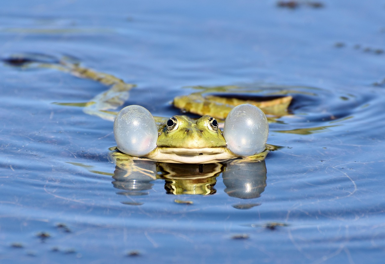 amphibien_chant_Ralph_pixabay.jpg
