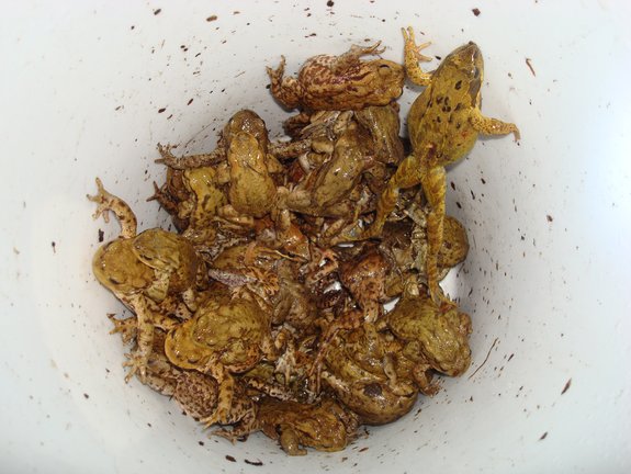 amphibiens_piege_trappe.jpg