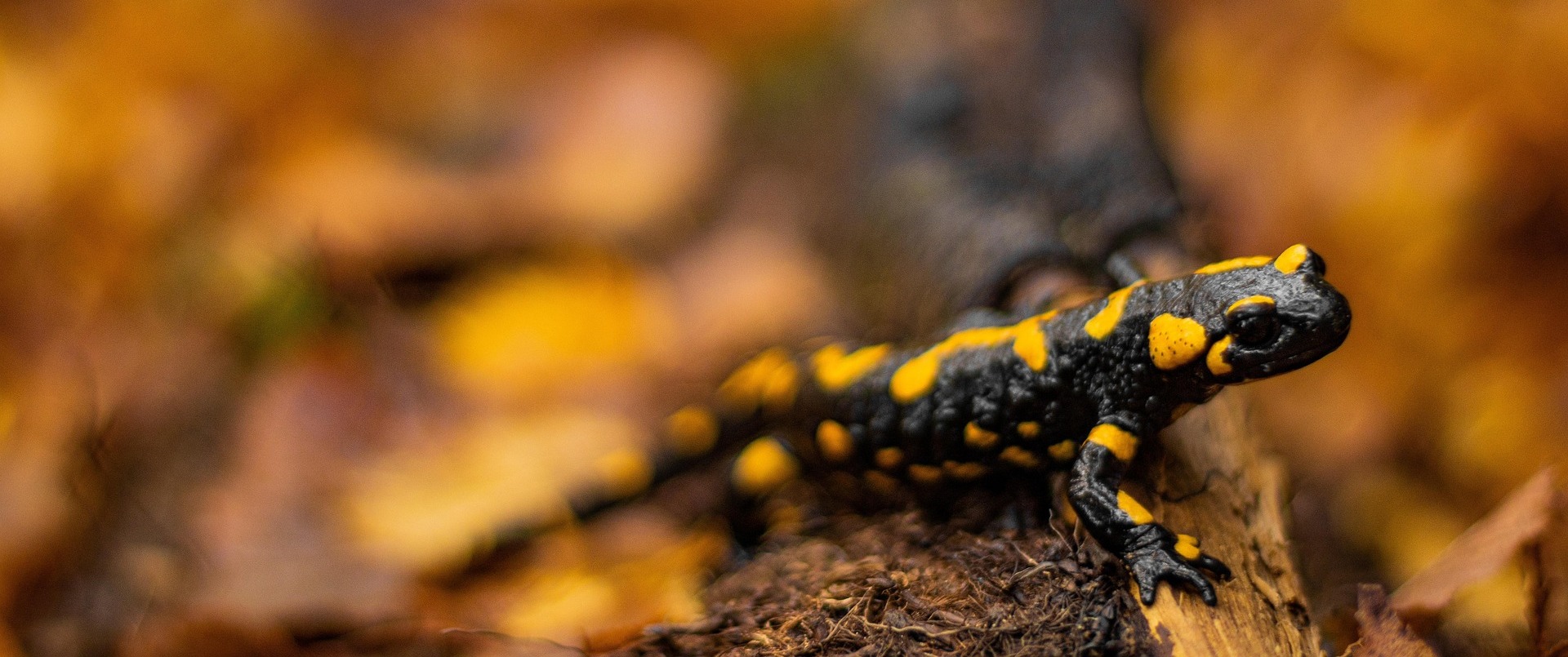 salamandre.jpg