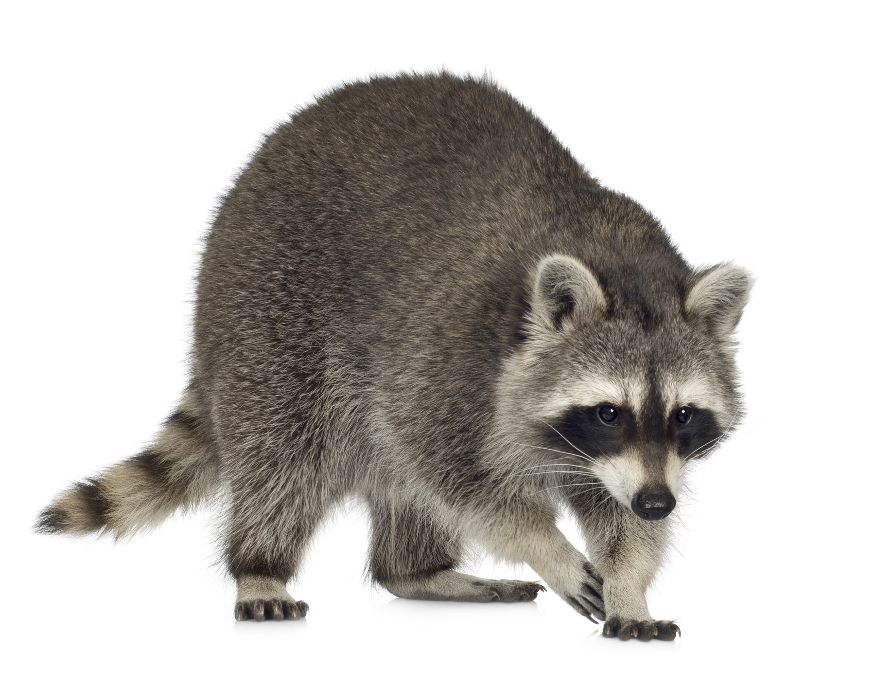 EEE_raton_laveur.jpg