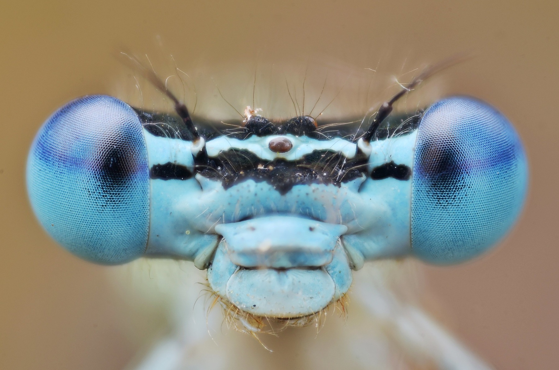 yeux_odo_Gillessanmartin.jpg