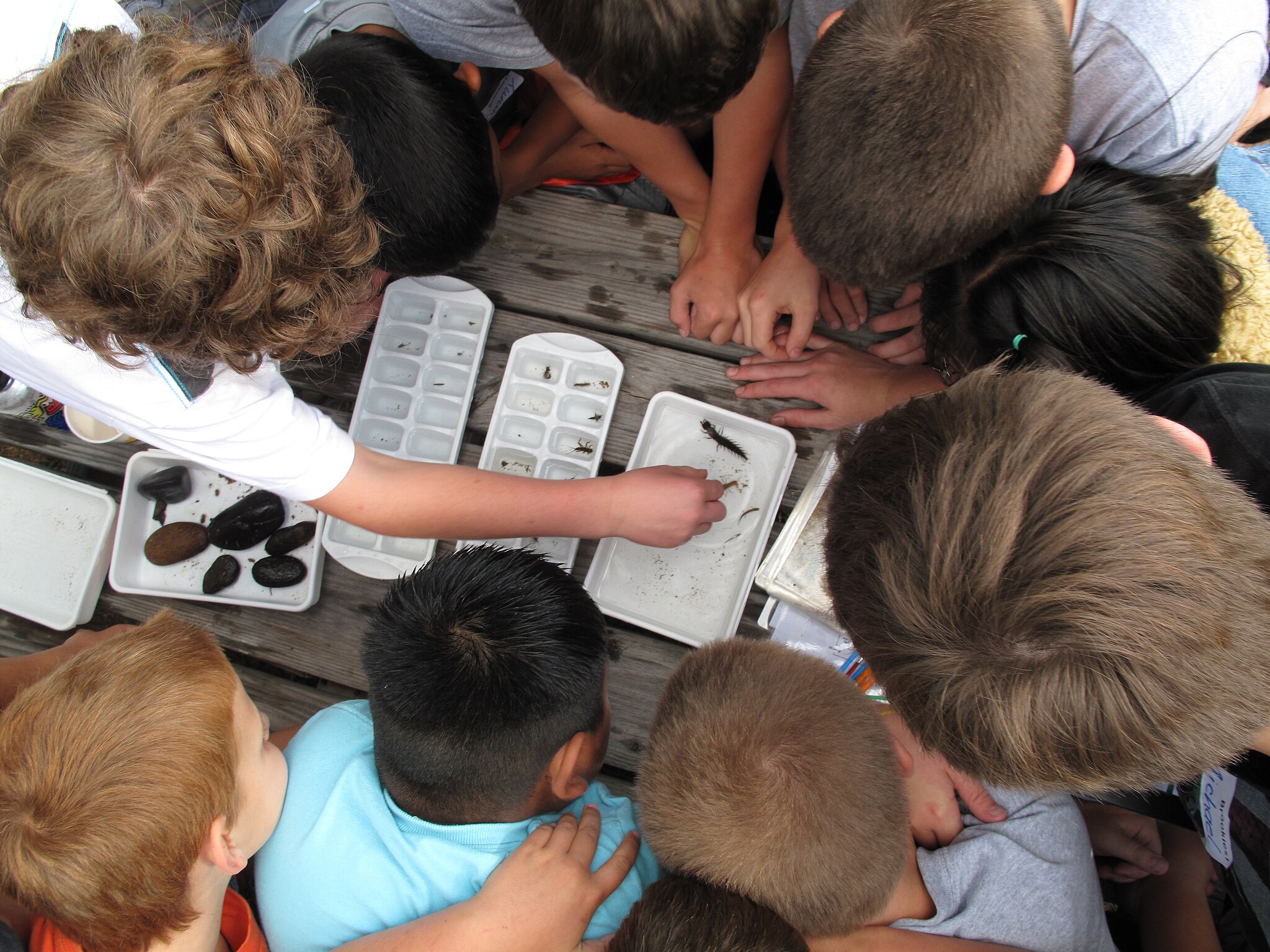 macroinvertebres.jpg