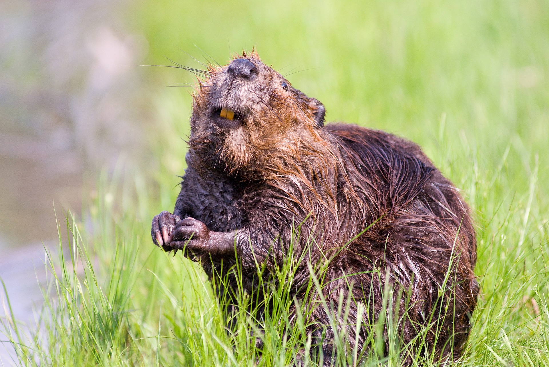 Castor d'Europe - La biodiversité en Wallonie