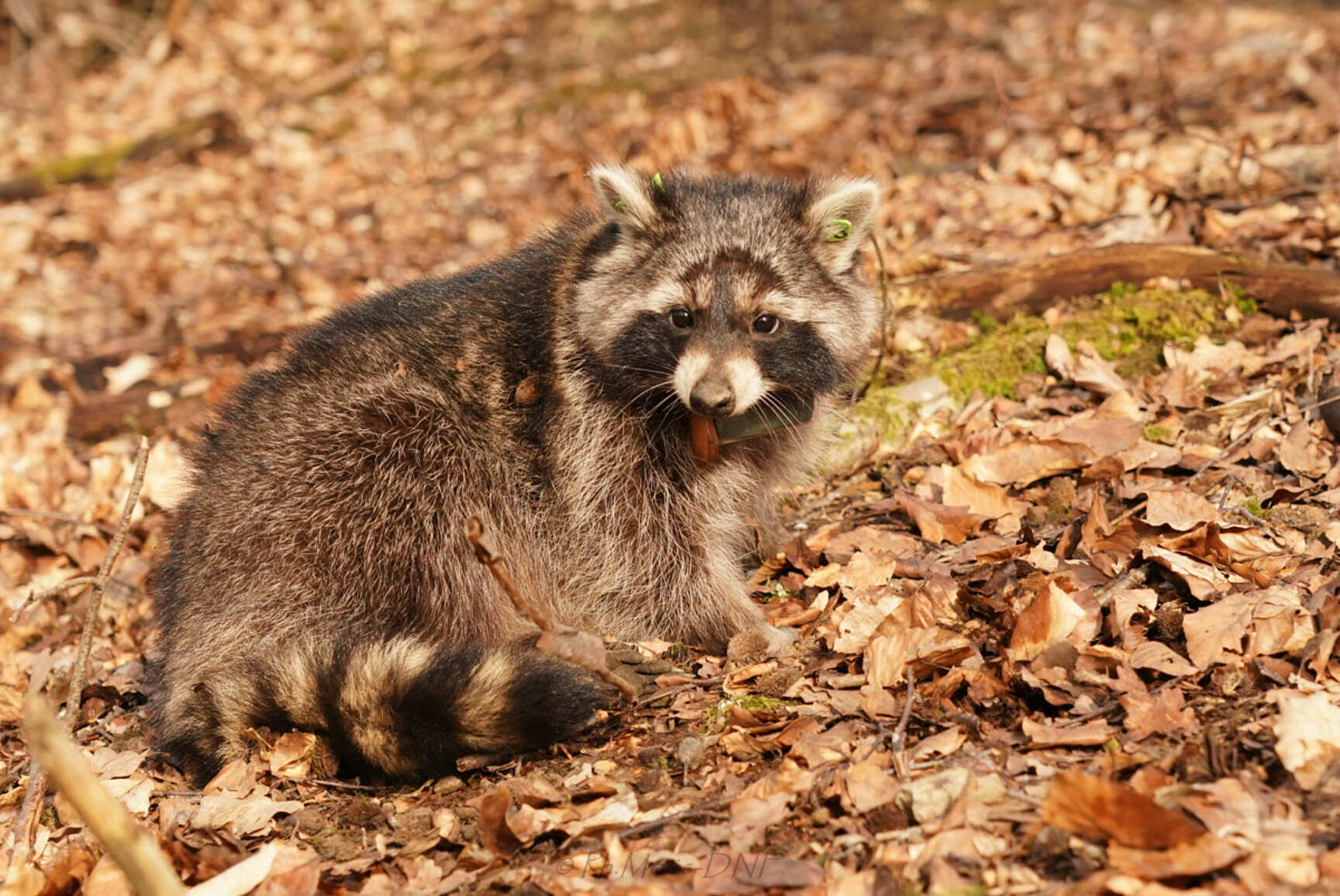 Raton laveur - La biodiversité en Wallonie