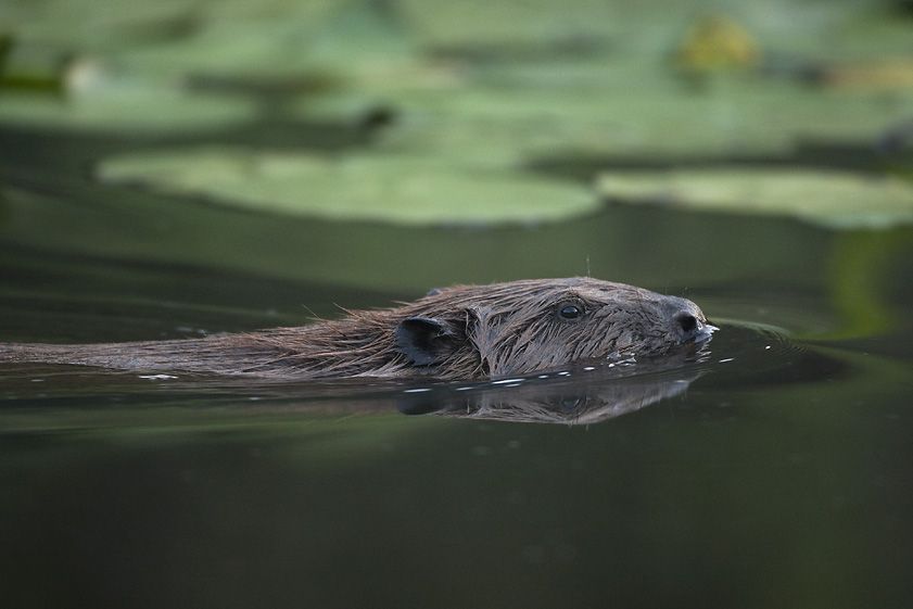 Castor photo couverture Franck Renard .jpg (Castor)