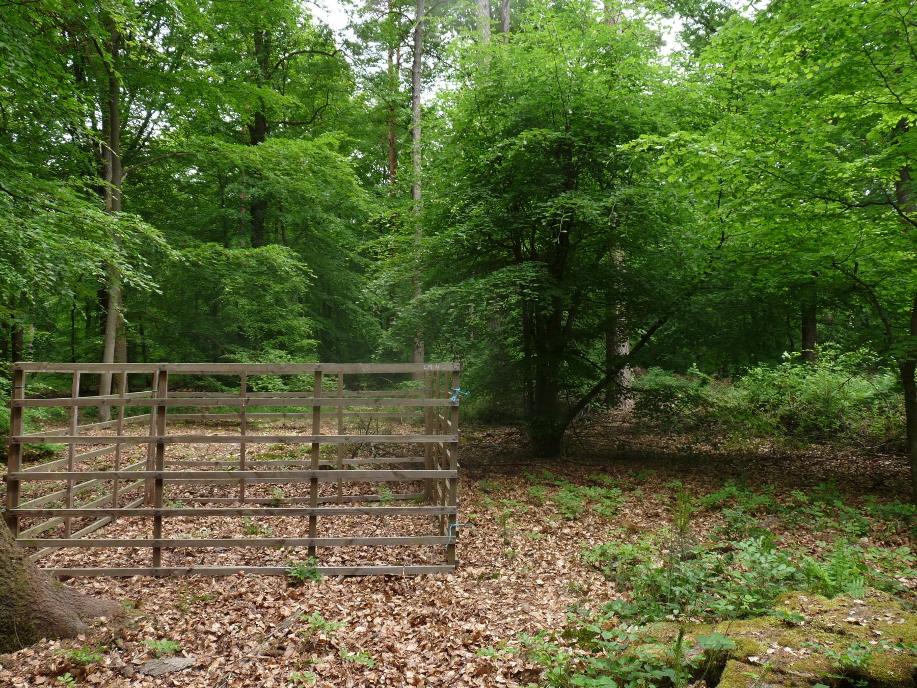 les-ongules-limitent-la-richesse-specifique-dans-les-forets-temperees-de-chenes-et-de-hetres