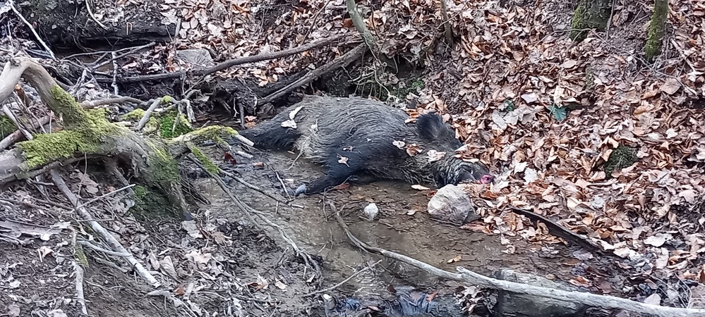 publication-de-la-sequence-genomique-complete-du-virus-de-la-ppa-identifie-en-belgique