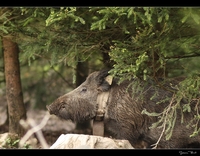 Influence du type de chasse sur les interactions sociales chez le sanglier en Europe (2025) 