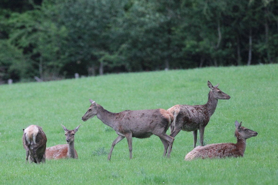 la-frequentation-des-gagnages-herbaces-par-le-cerf-elaphe-s-accroit-avec-la-douceur-des-hivers