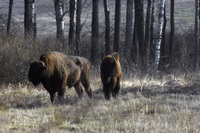 Les perturbations forestières favorisent les habitats des grands herbivores en Europe (2025) 