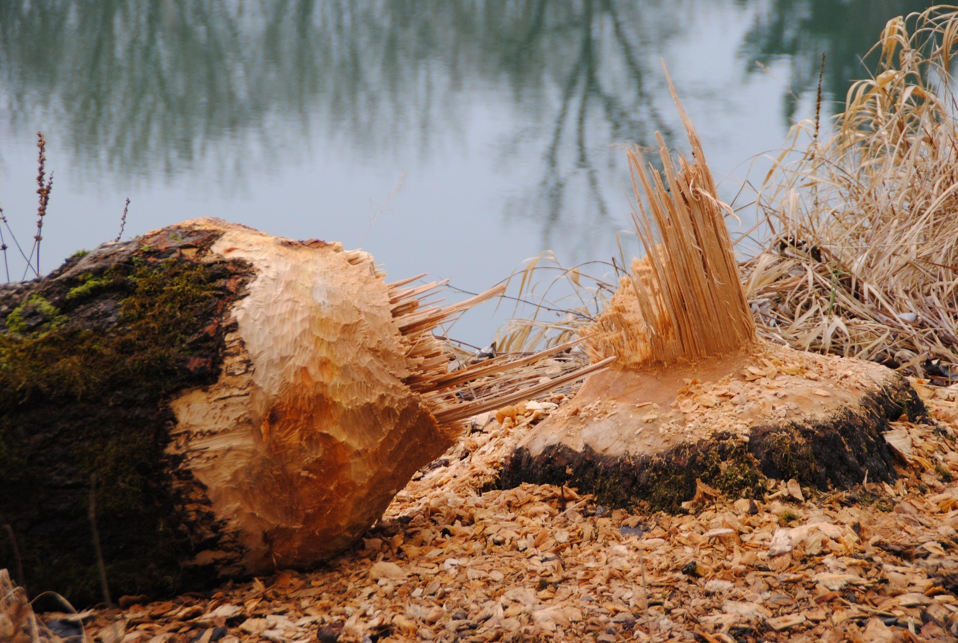 castor_Dieter Ludwig Scharnagl from Pixabay.jpg