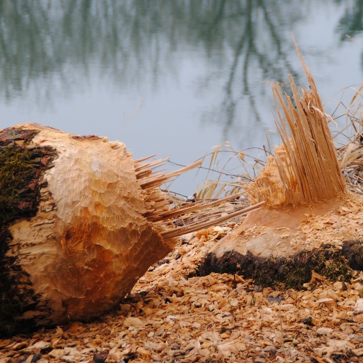 castor_Dieter Ludwig Scharnagl from Pixabay.pave.jpg
