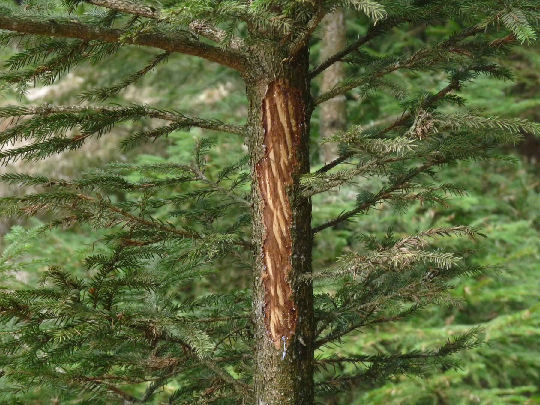 pour-diminuer-l-ecorcement-des-epiceas-controler-la-population-de-cerfs-est-necessaire