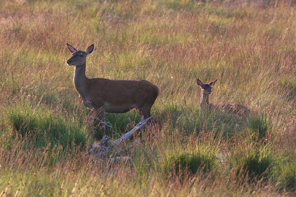 comparaison-des-modeles-de-dispersion-du-cerf-elaphe-et-du-sanglier-dans-le-sud-de-la-belgique