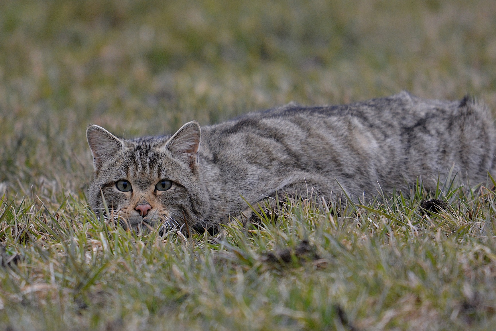 chatforestoer_Eric Dropsy.jpg