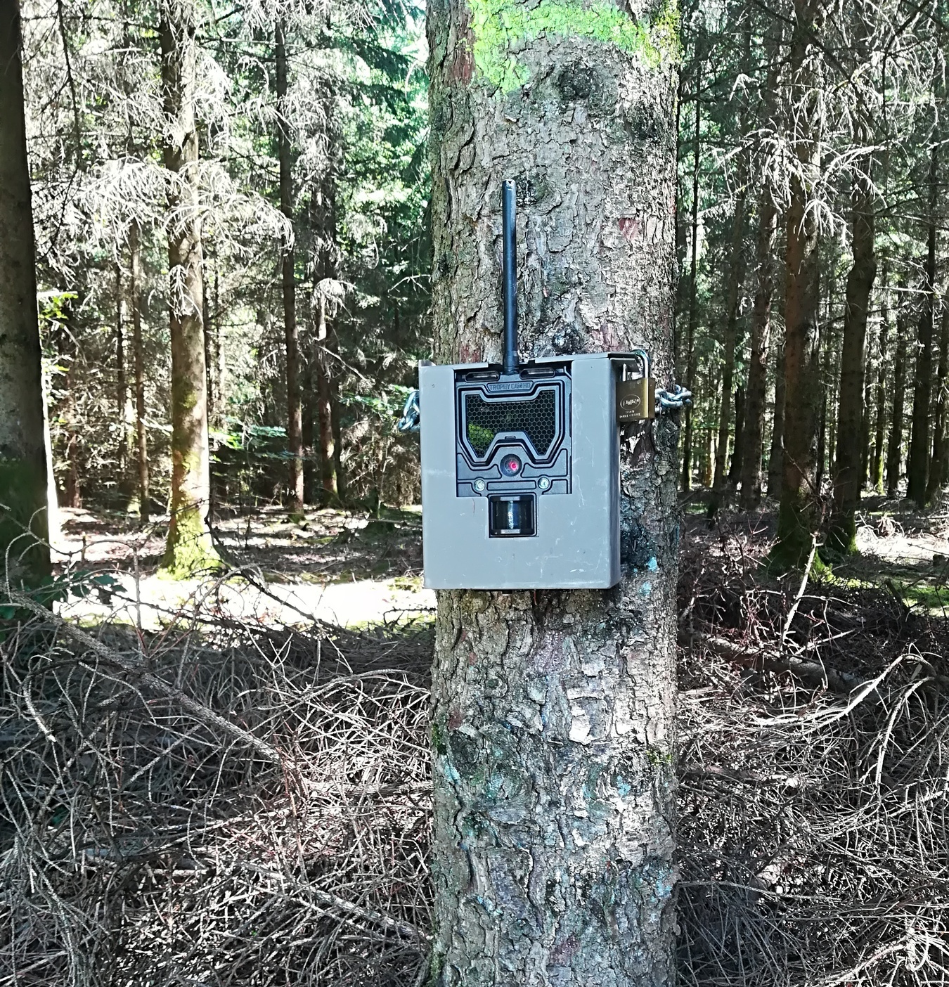 faune_camera_automatique