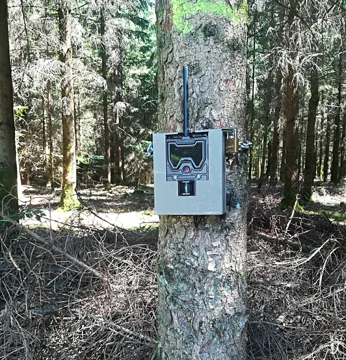 faune_camera_automatique