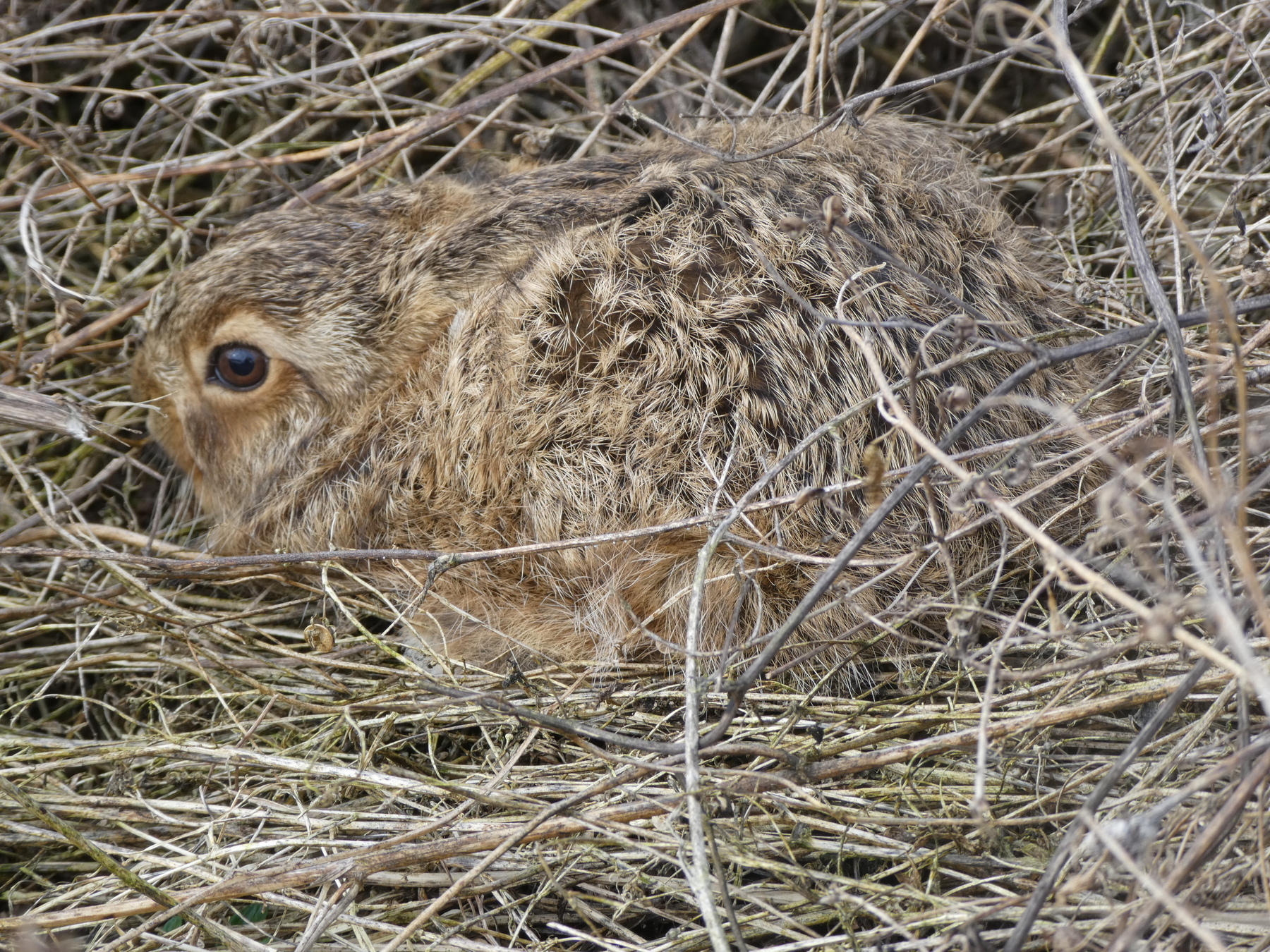 lievre_jeune_leon_bourdouxhe
