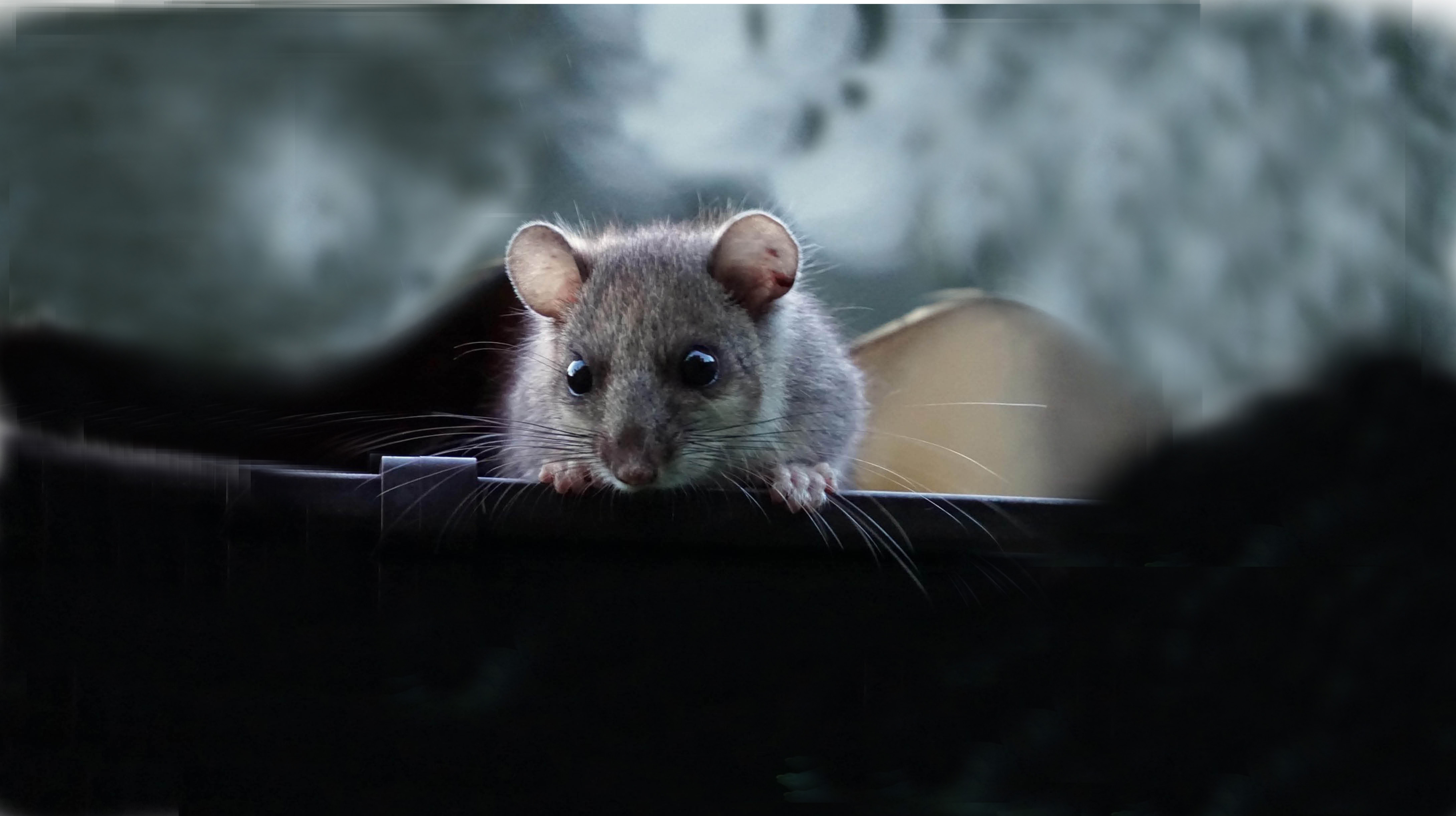 loir_CathyUser from Pixabay_bandeau.jpg